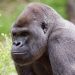 atlanta orangutan covid