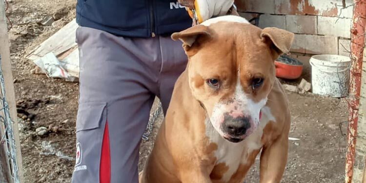 pitbull yozgat yerkoy 00