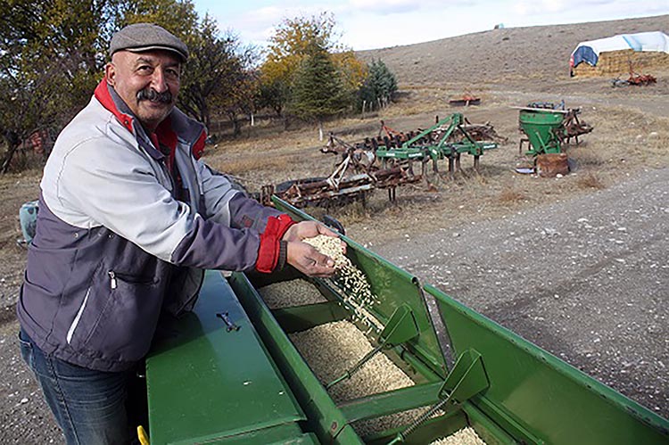 yozgat yerel bugday 01