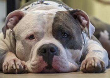 pitbull pixabay