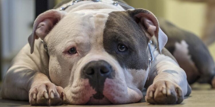 pitbull pixabay