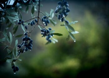 zeytin 00