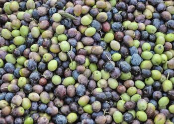 zeytin pixabay 01