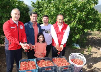 2023’ün ilk kirazı hasat edildi