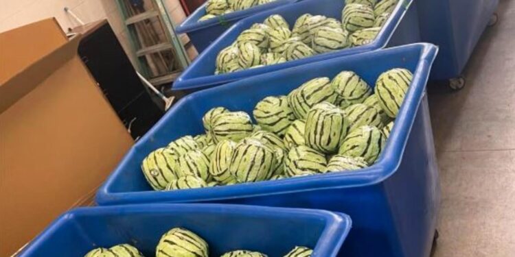 Uyuşturucu dolu sahte karpuzlar görevlileri kandıramadı