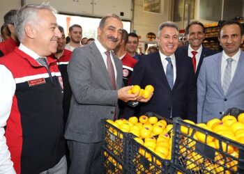 Satsuma mandalina ihracatı başladı